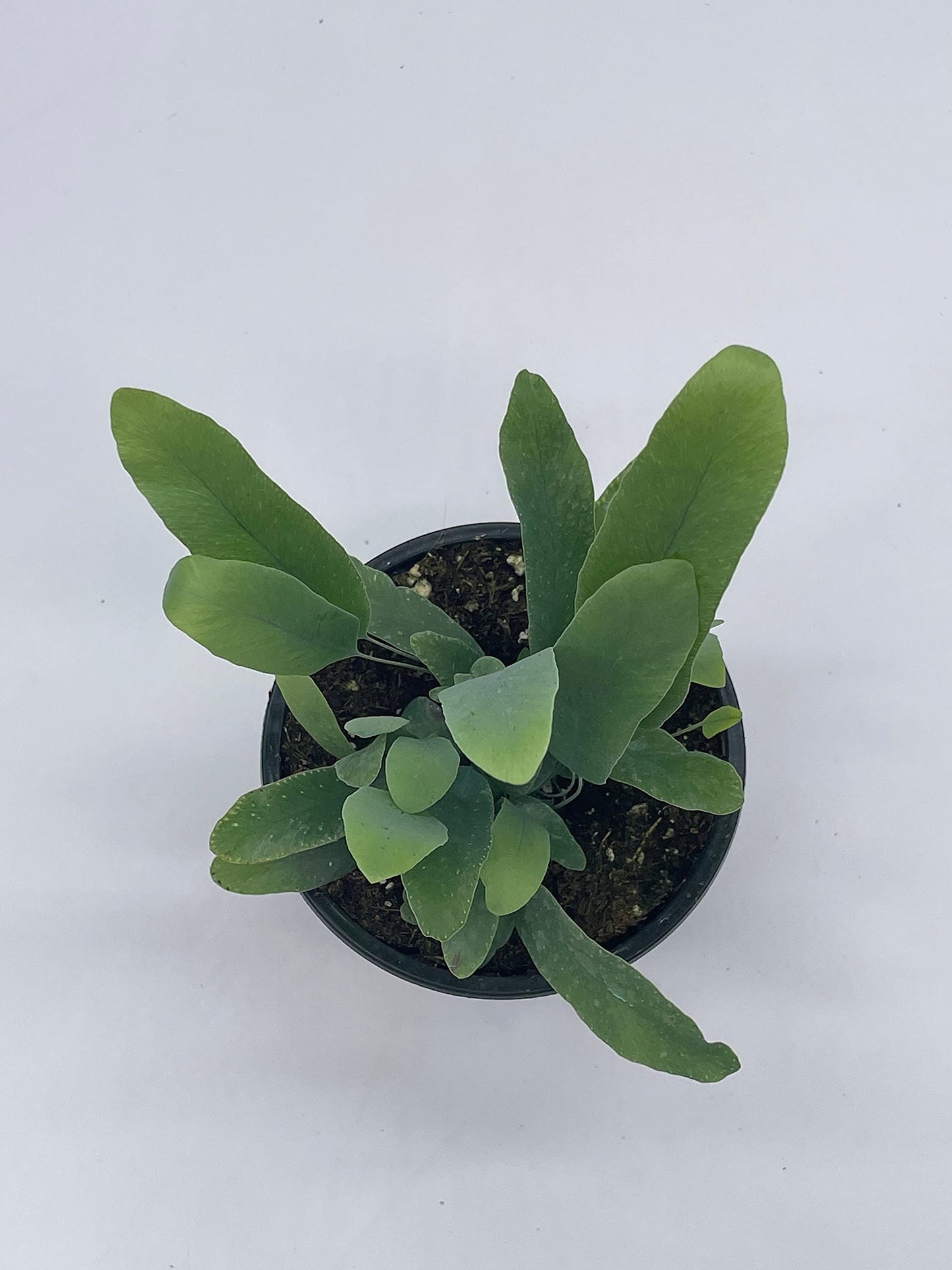 Phlebodium aureum, 4 inch, Tongue Fern, Rabbit's Foot Fern, Exotic Fern