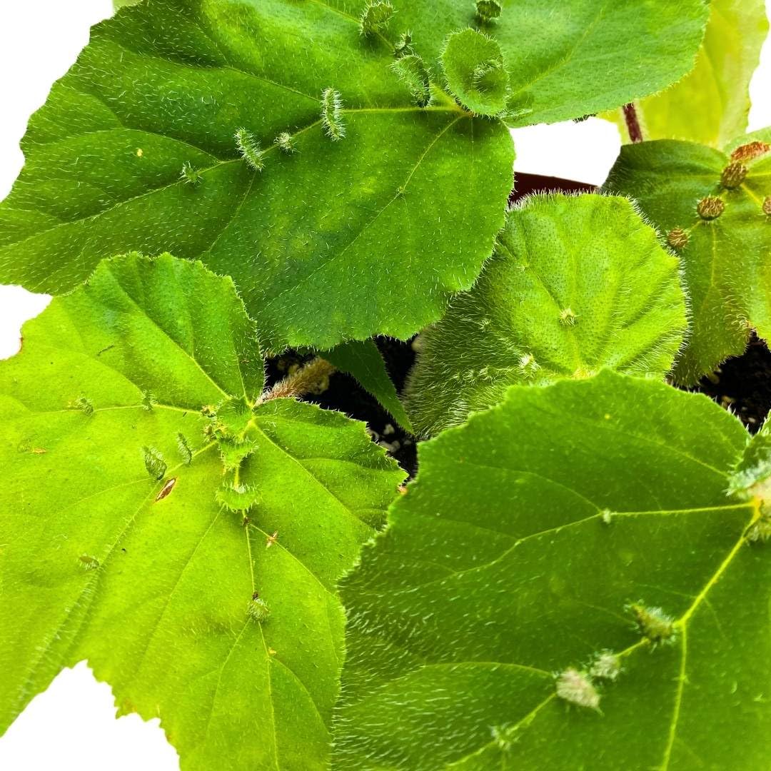 Begonia hispida VAR. cucullifera Begonia 6 inch Green Fuzzy New Growth on Leaves