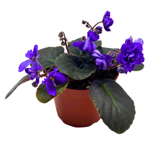 Harmony Foliage Harmony's Blue Frills African Violet Saintpaulia 4 inch