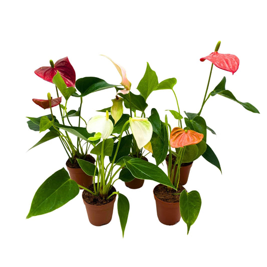 BubbleBlooms Anthurium Assortment 2 inch Set of 5