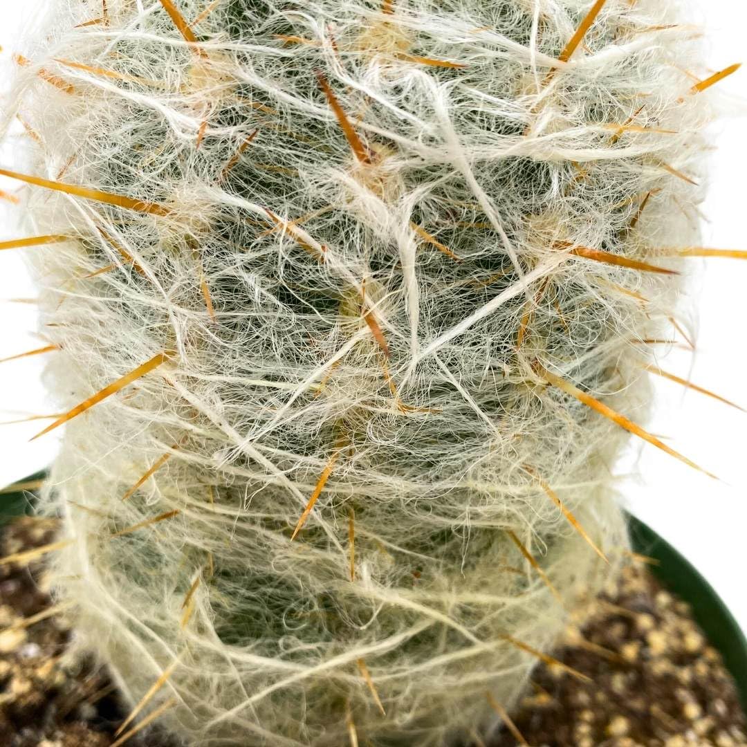 BubbleBlooms Silver Torch Cactus 6 inch