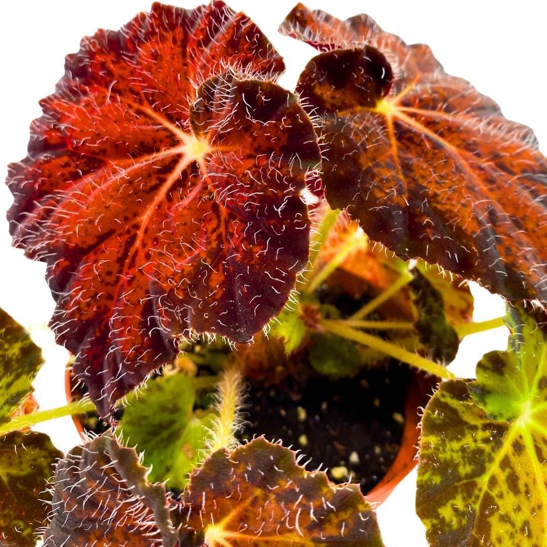 Harmony Foliage Begonia Brad Thompson 4 inch Rhizomatous