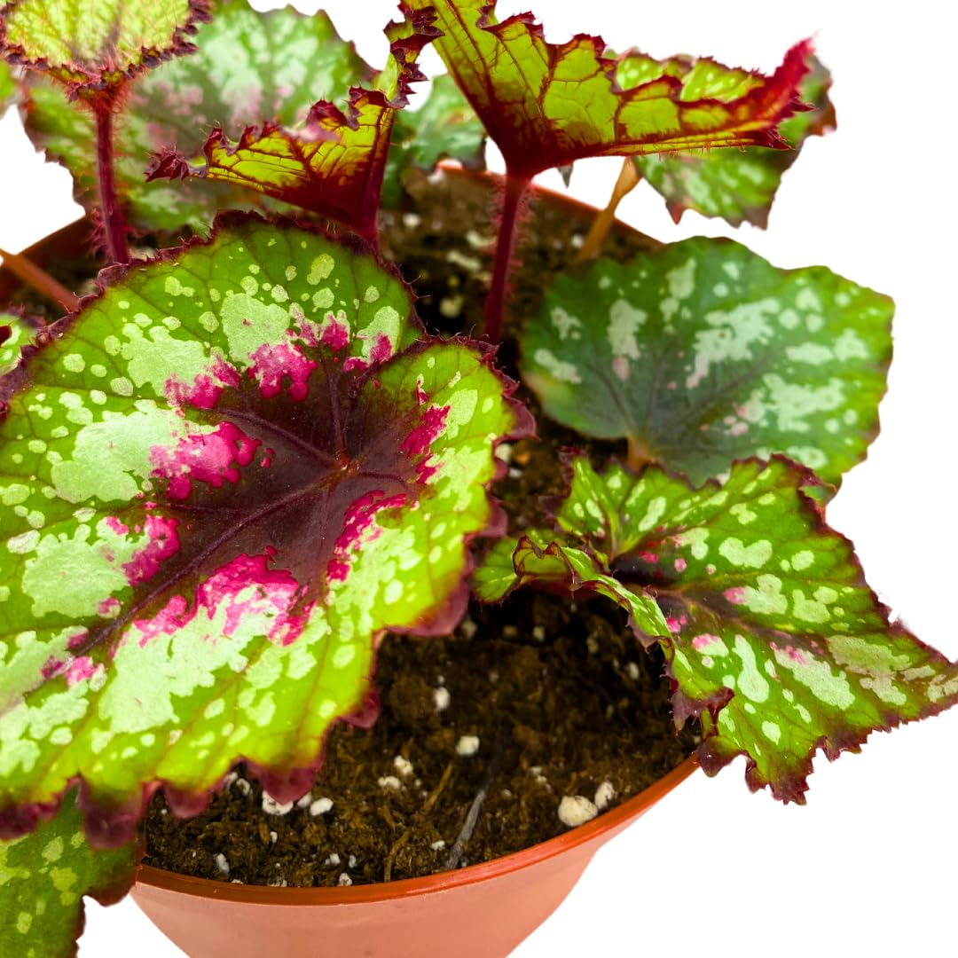 Harmony Foliage Harmony's Heart and Soul Begonia Rex 6 inch Red Green White