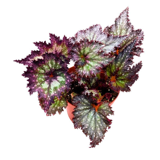 Harmony's Stormy Star Begonia Rex, 6 inch Purple Band with White Silver Splash Very Glittery Gnarly Jagged