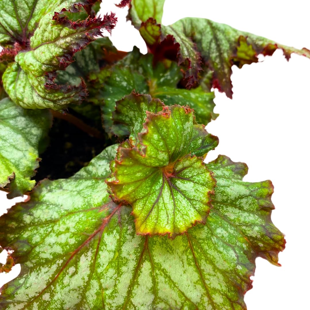 Harmony Foliage Harmony's Dragon Tail Begonia Rex 6 inch White Curly