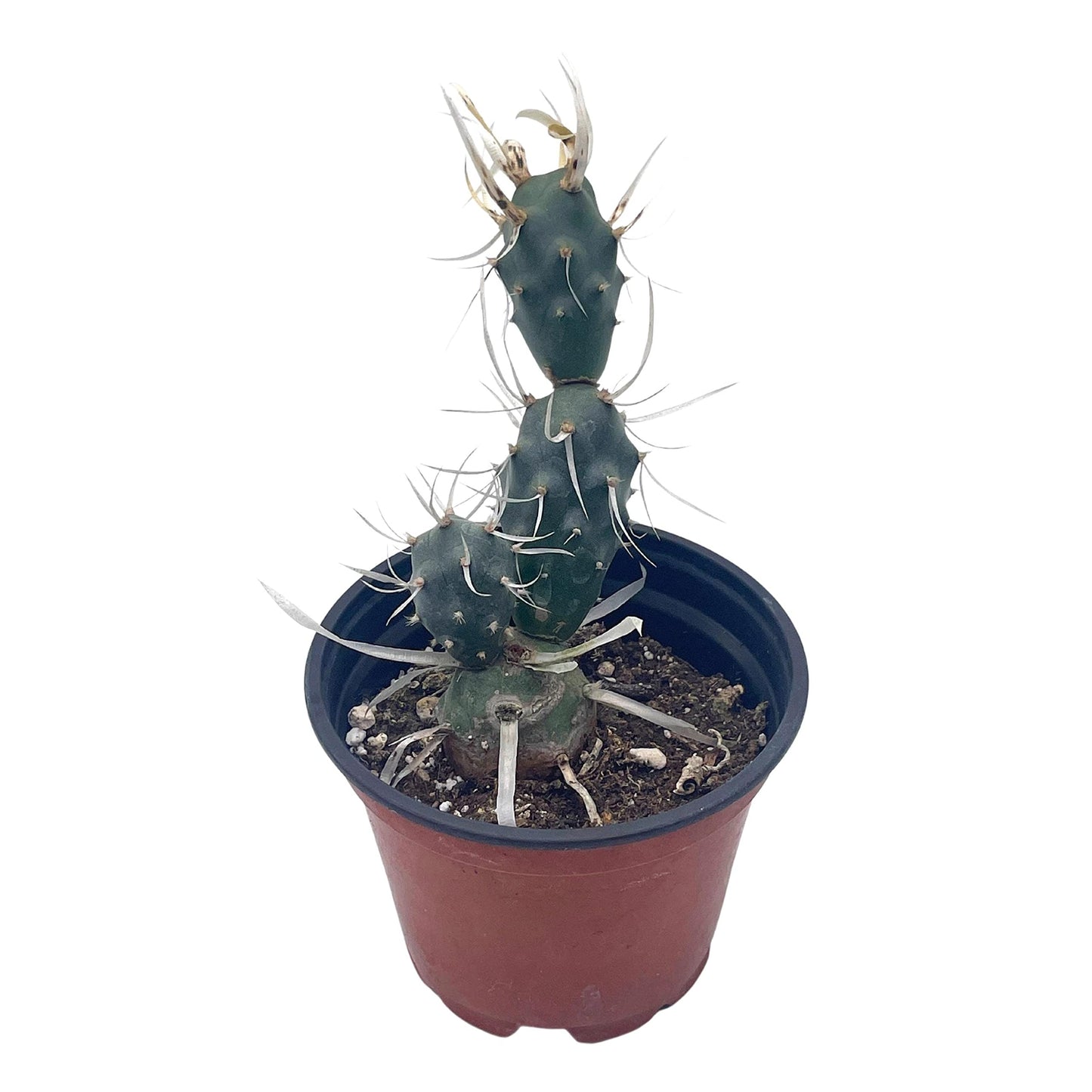 Paper Spine Cactus, 4 inch Opuntia articulata Rare White Cactus Cholla Cactus, Opuntia glomerata f. papyracantha,