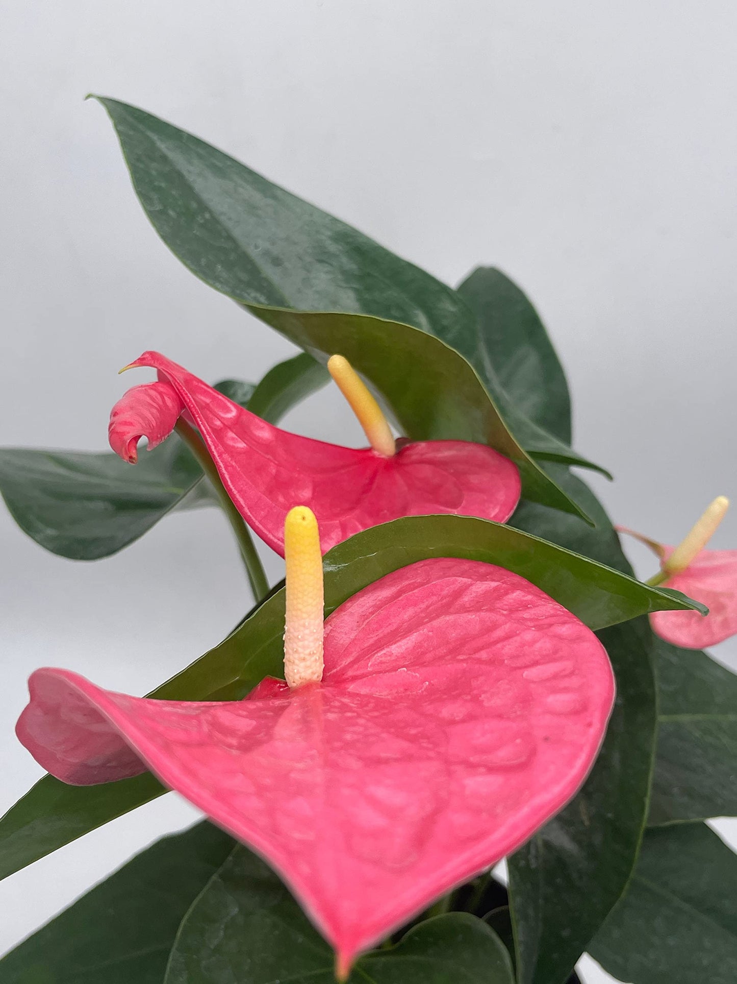 Anthurium Pink, 6 inch Pot,