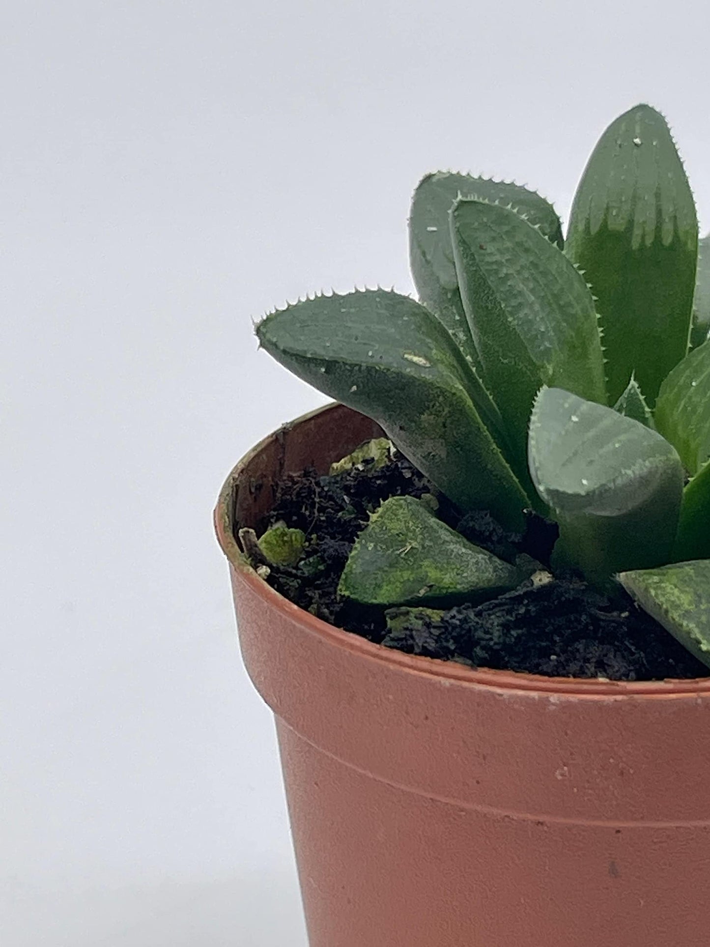 African Emeralds, Rare Haworthia Retusa, in 2 inch Pot Super Cute Great Plant Gift, Collector's Succulent, Live Potted Rooted and Wrapped