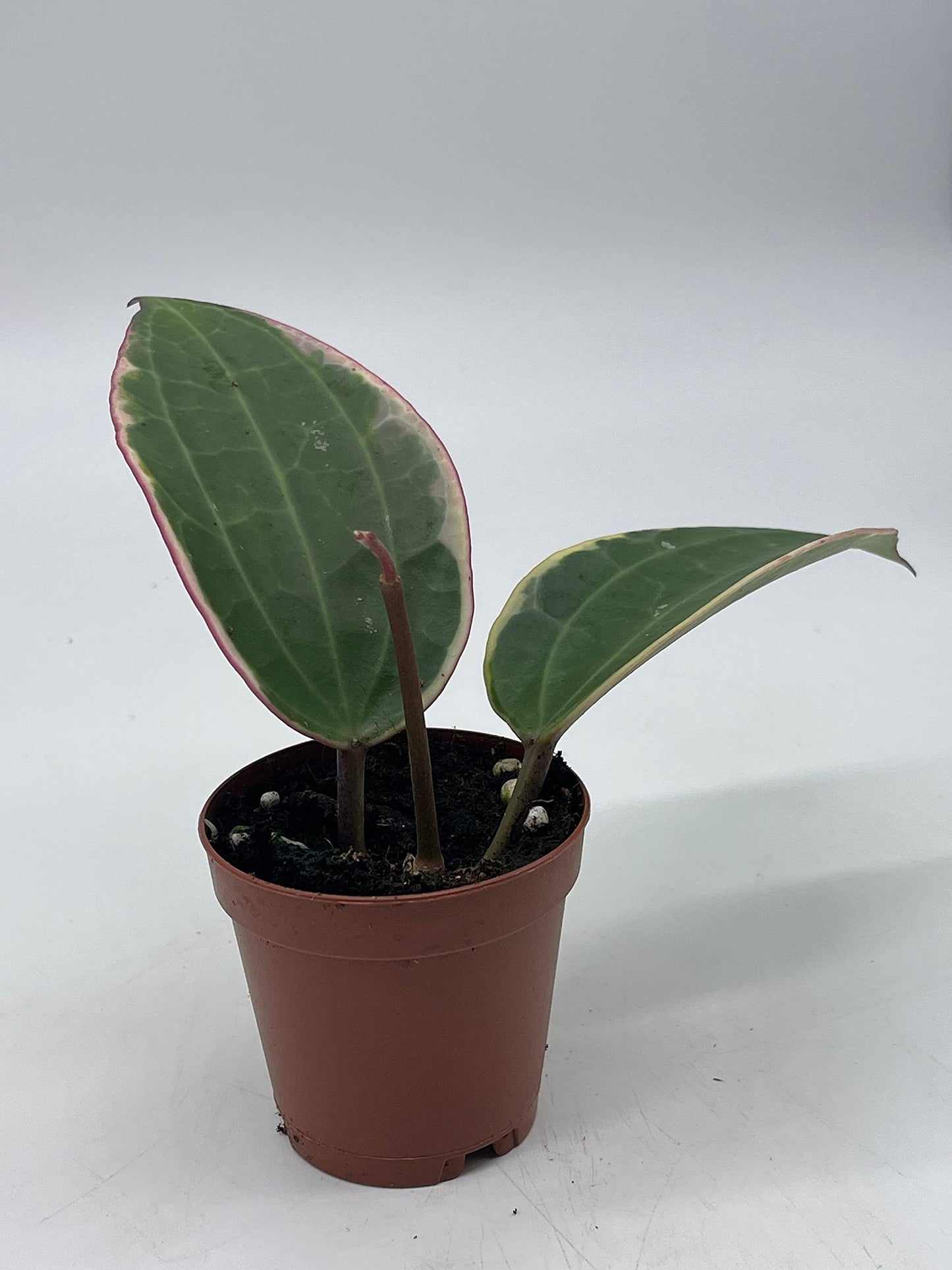 Hoya Macrophylla Variegated Tricolor in a 2 inch Pot