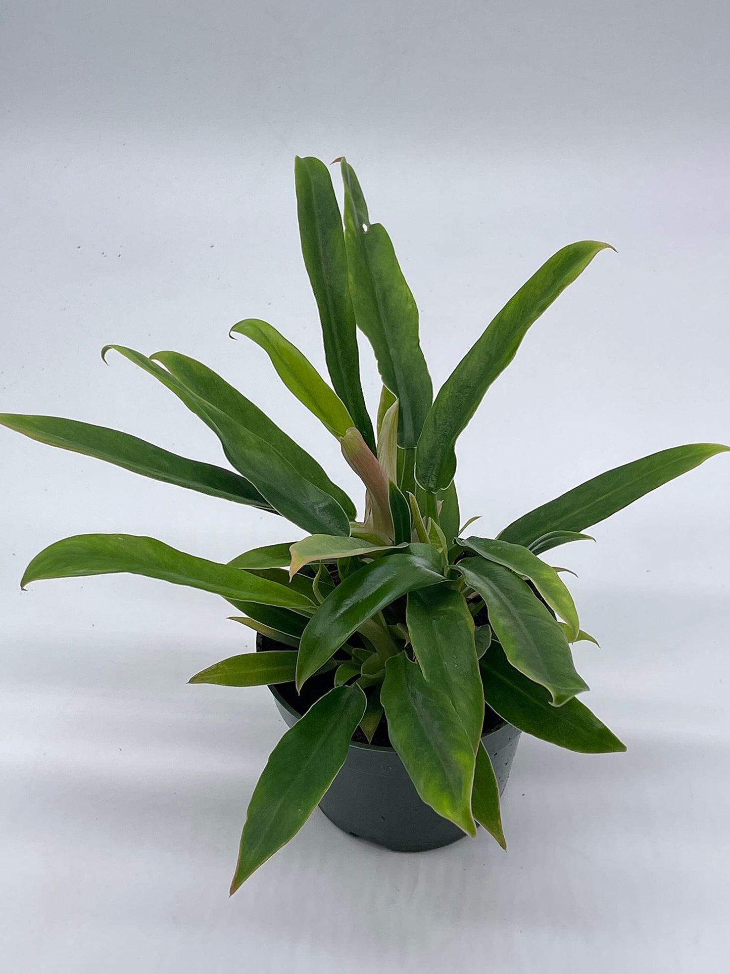 Philodendron Narrow, 4 inch