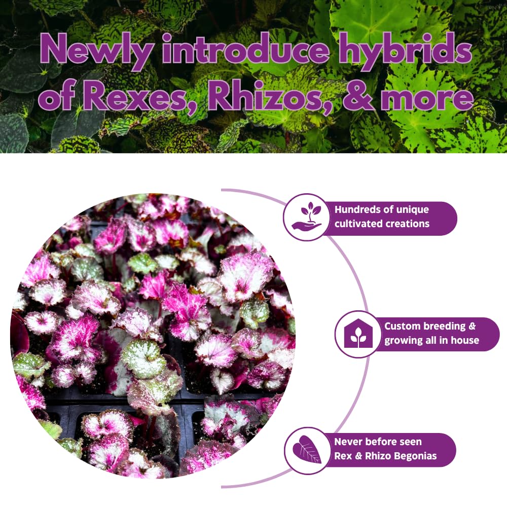 Harmony Foliage Harmony's Sorrento Sunrise Episcia 4 inch Green Flame Violet