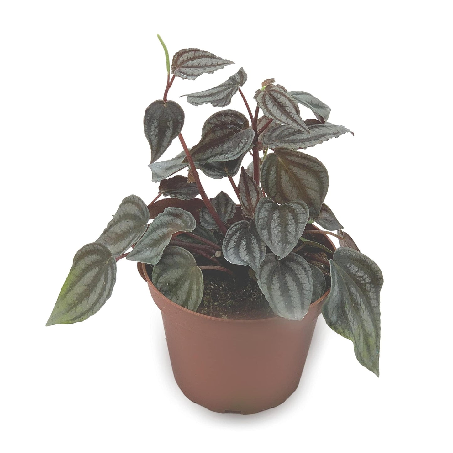 BubbleBlooms Harmony's Peperomia Turboensis in a 4 inch Pot Rare Dark Pep,