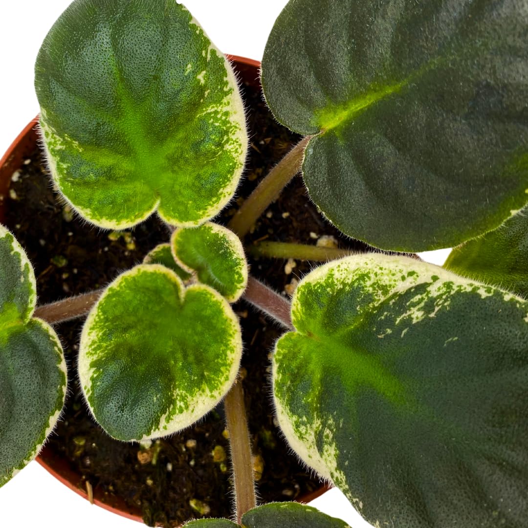 Harmony Foliage African Violet Raspberry Rain Variegated 4 inch Red Flower