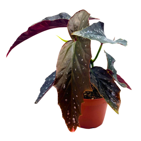 Harmony Foliage Harmony's Ninja Angel Wing Begonia 4 inch