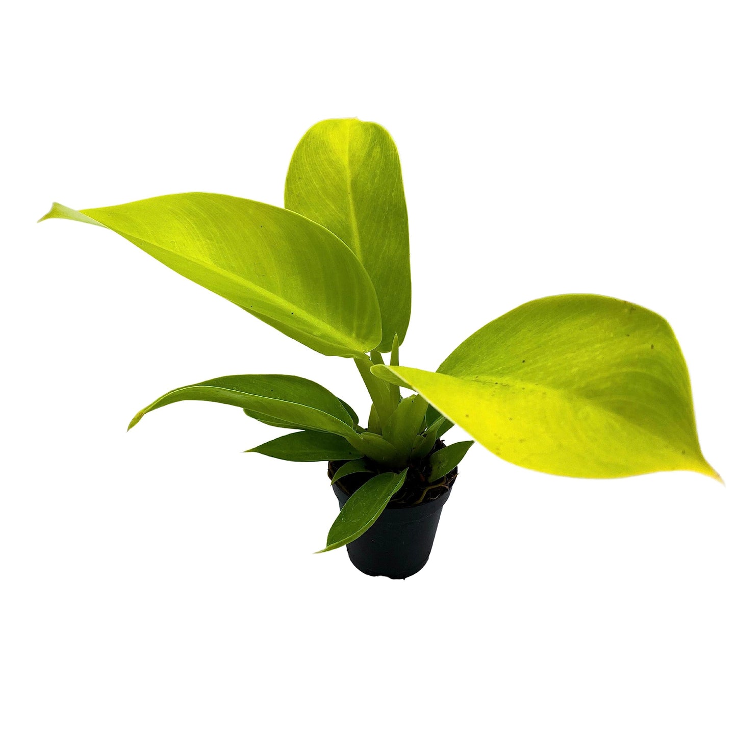 BubbleBlooms Philodendron Moonlight, Philodendron Hederaceum in 2 inch Pot