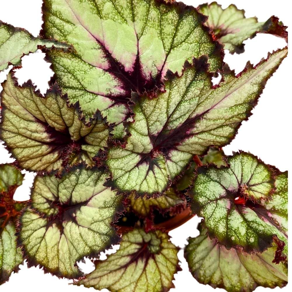 Harmony's Starlite Begonia Rex 6 inch Starlight