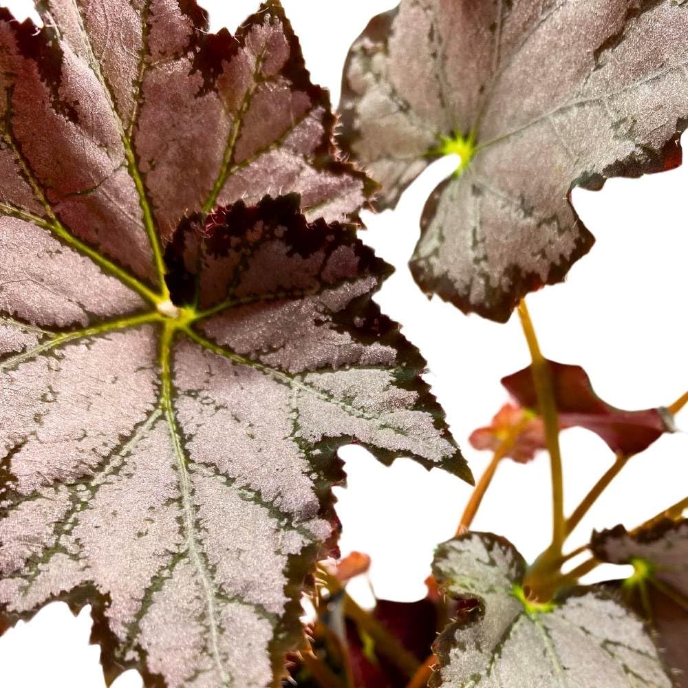 Begonia Sierra Silver Mist, 4 inch Gray Silver Black Edge Rhizomatous Rhizo