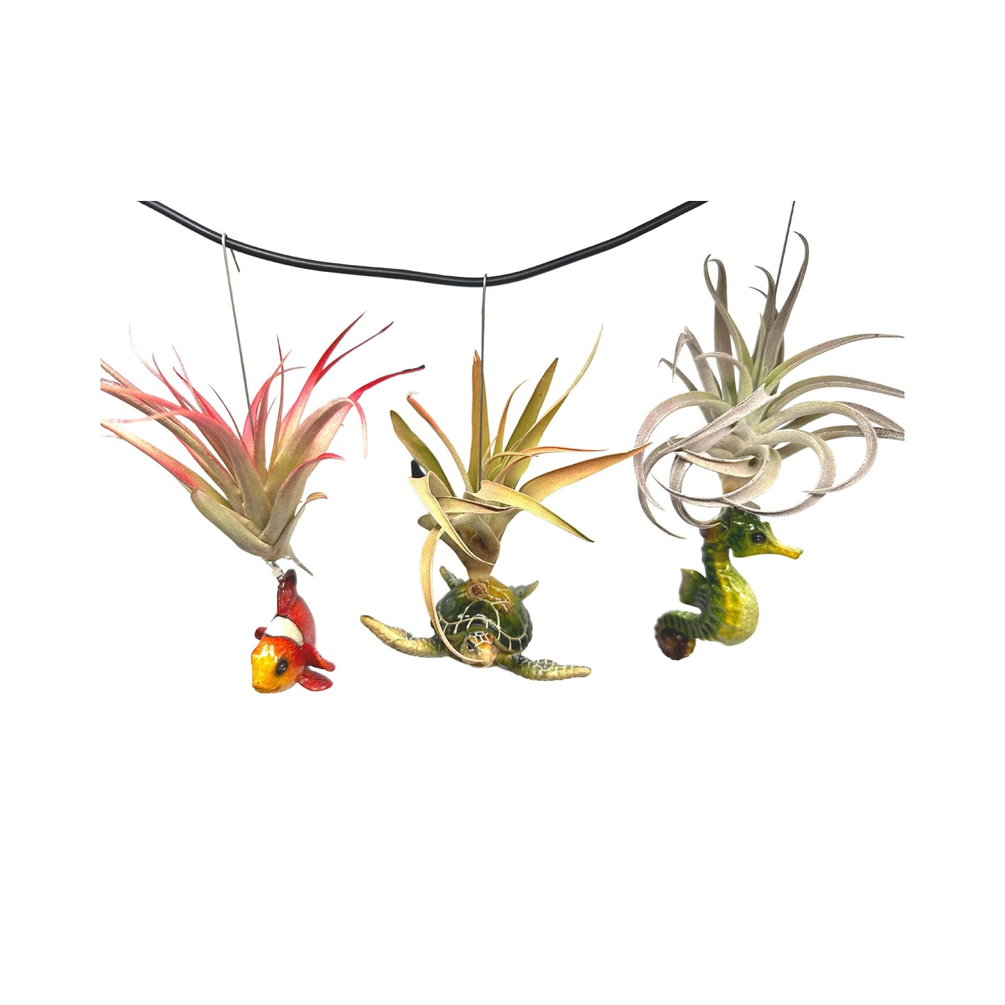 Tillandsia Planted in Hand Made Resin Sea Life Sculptures, Hanging Assorted Set of 3 Air Plants, Sea Horse, Turtle, Manatee