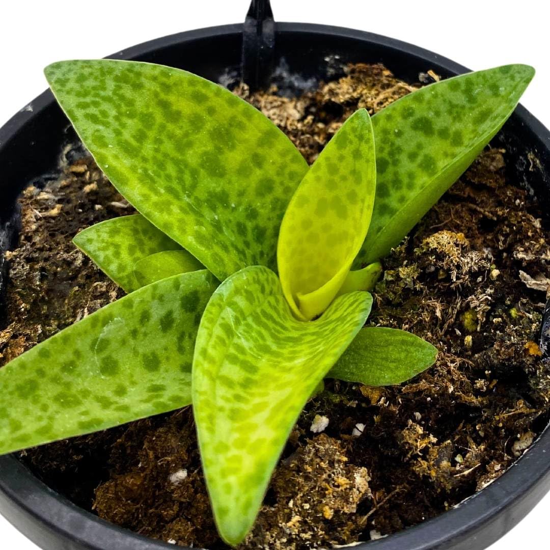 Variegated Silver Squill Leopard Lily Ledebouria Socialis, Hanging Basket