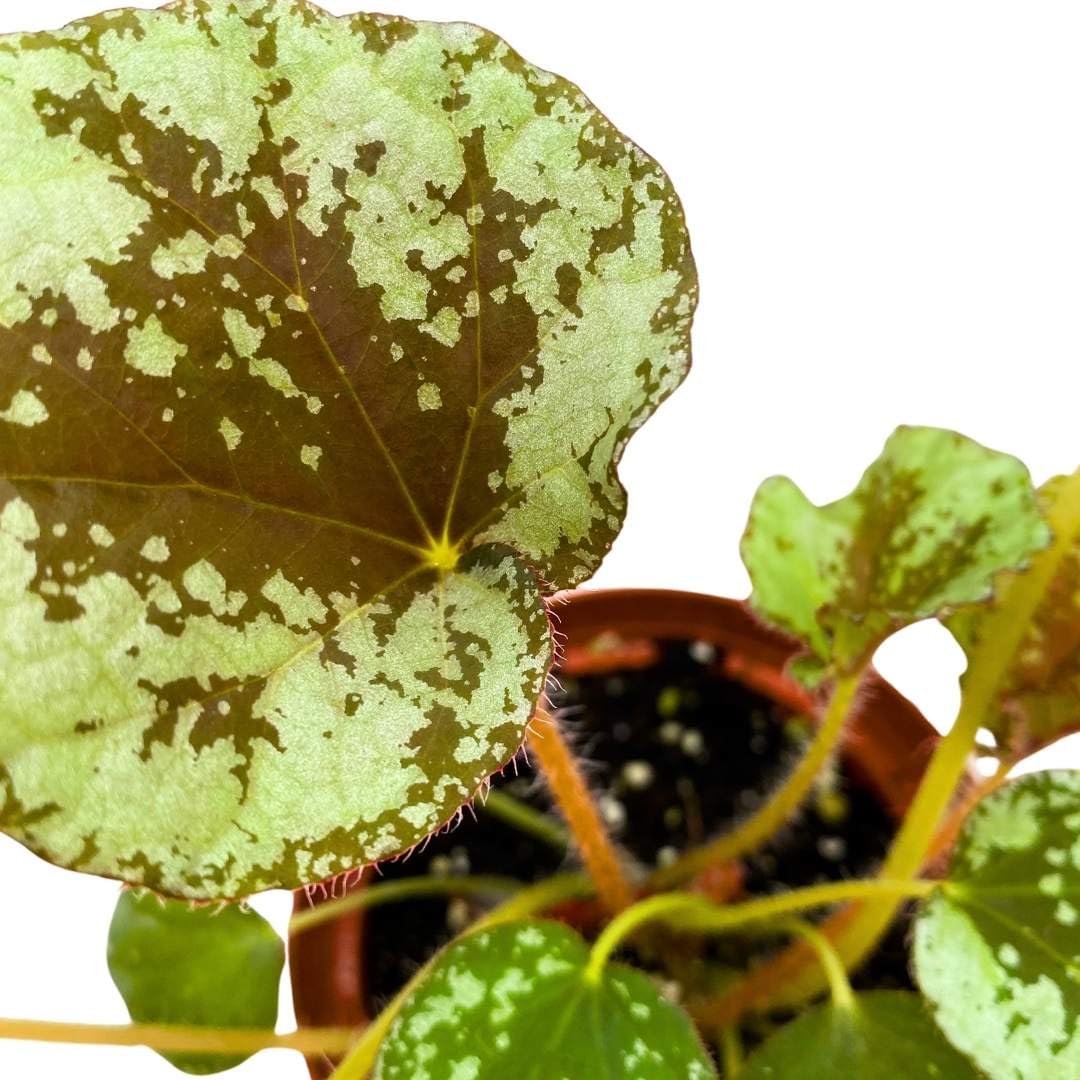 Harmony Foliage Begonia Sykakiengii Premium Rhizomatous Rare Species in a 4 inch Pot