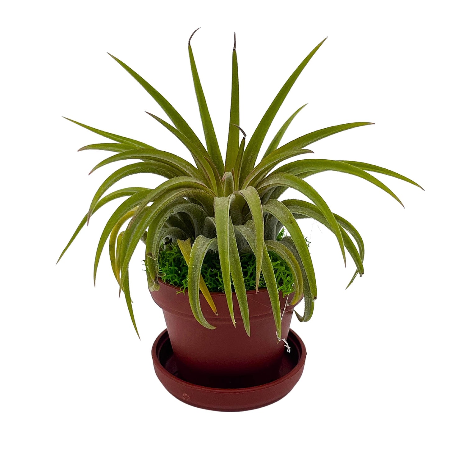 Magnet Tillandsia Airplant Rooted in a 1 inch Teacup Pot with Mini Saucer, Magnet, and Green Moss