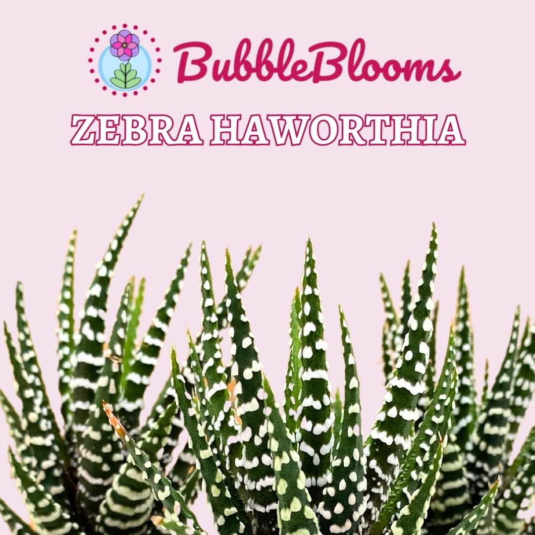 BubbleBlooms Zebra haworthia Cactus, 2 inch Fasciata Attenuata
