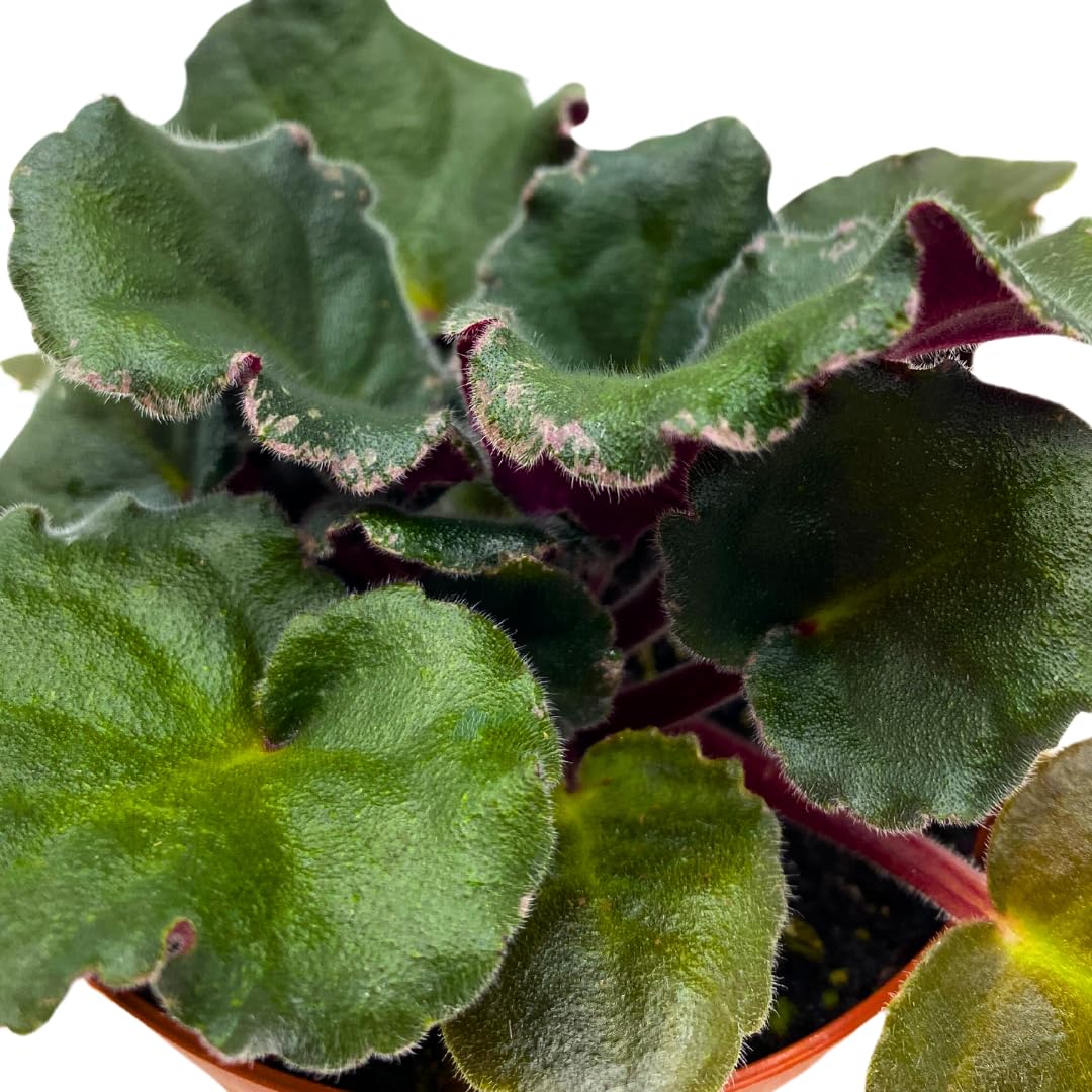 Harmony Foliage African Violet Apache Redcoats 4 inch Pink Flower