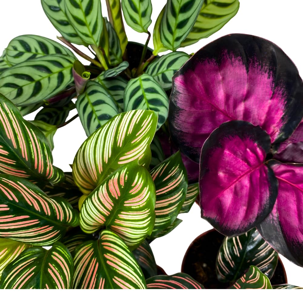 BubbleBlooms Calathea Assortment in 4 inch Pots Set of 5 Prayer Plants