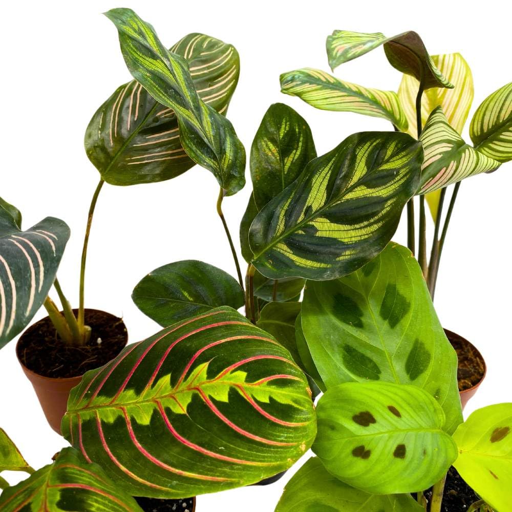 different prayer plants BubbleBlooms Calathea Assortment Set, 2 inch pots, 5 Different Prayer Plants, pet Friendly Indoor Low Light