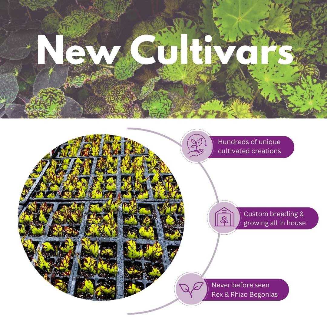 BubbleBlooms Rain Drop Peperomia Polybotrya, 4 inch Raindrop Pep