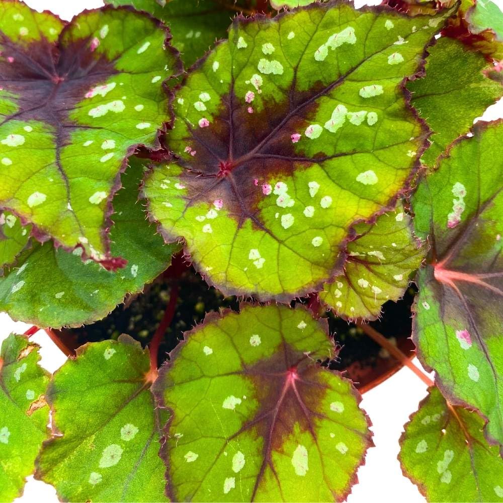 Harmony's Grinch, 4 inch, Begonia rex Green and red with White Spots