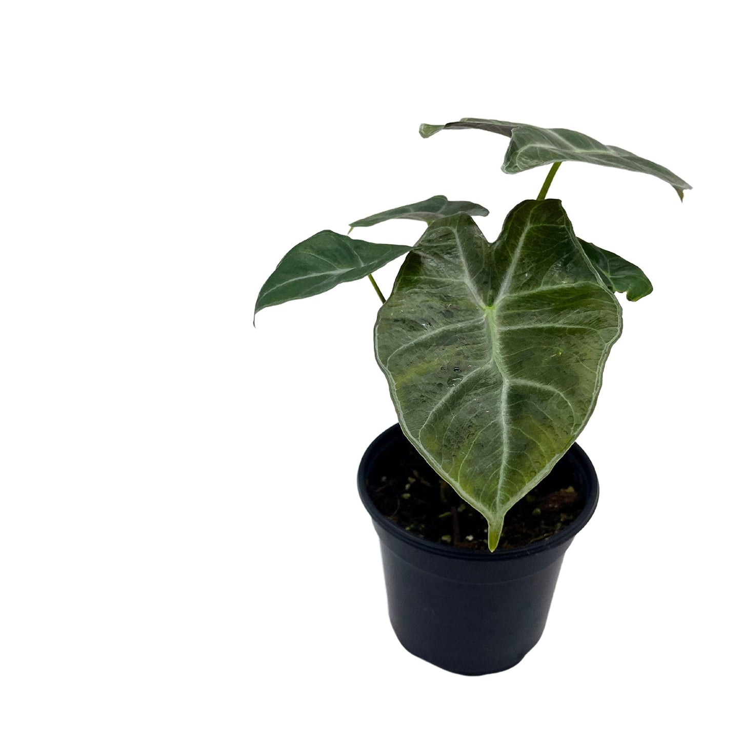 Alocasia Ebony, 4 inch, Jewel Alocasia x Amazonica, Healthy