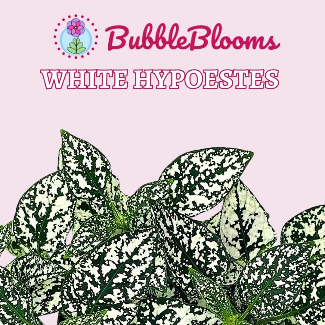 White Hypoestes phyllostachya 2 inch Set of 3 Flamingo Polka Dot Plant Tiny Mini Pixie Plants