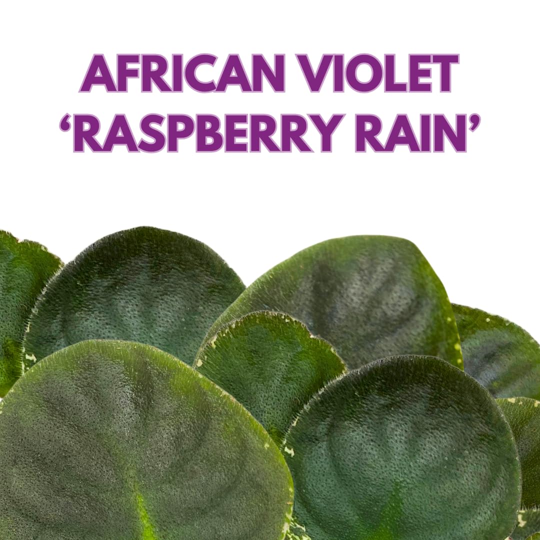 Harmony Foliage African Violet Raspberry Rain Variegated 4 inch Red Flower