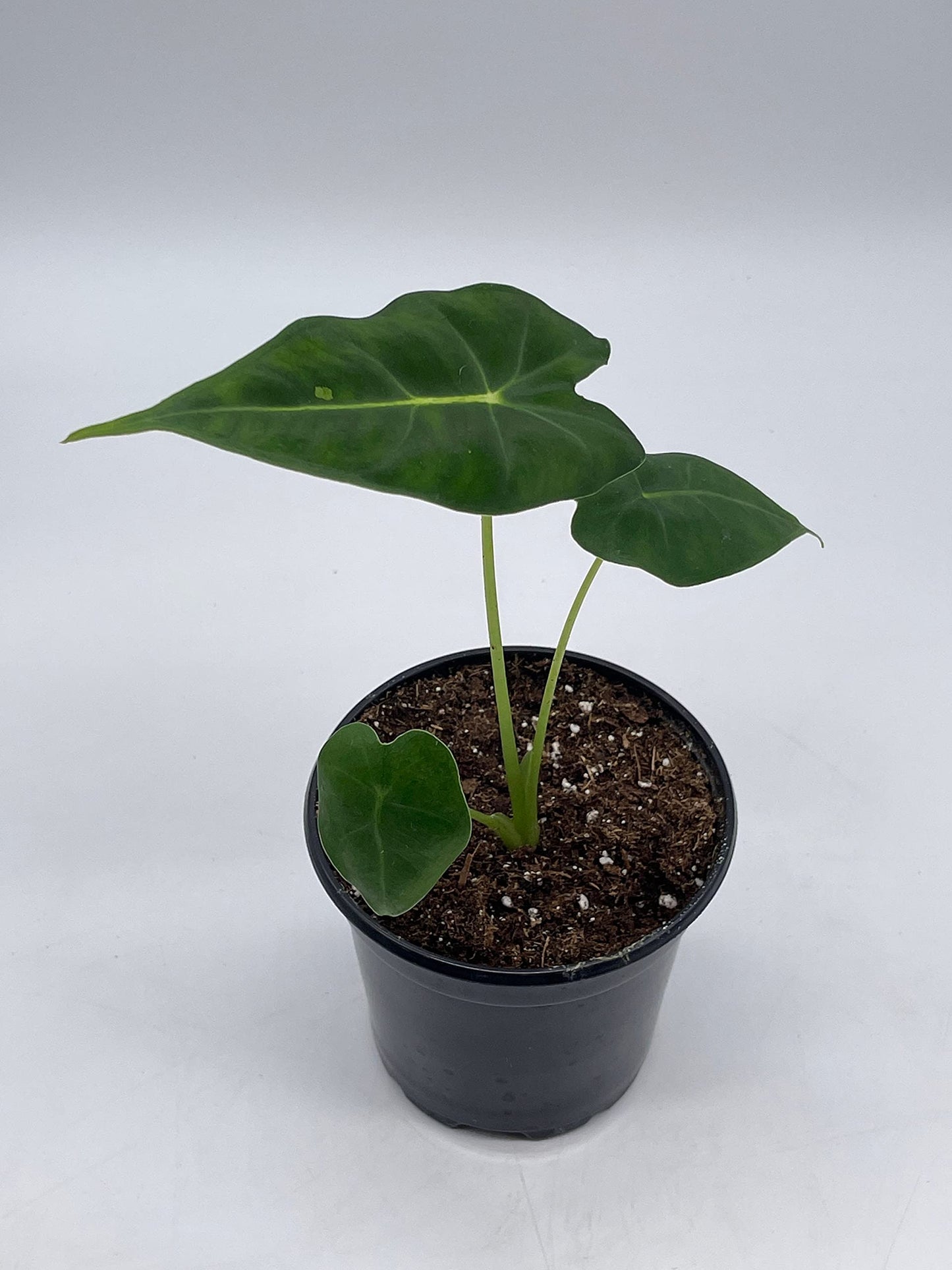 Green Velvet, Alocasia Frydek, Micholitziana, 4 inch, Live Rooted Potted Rare Succulent House Plant