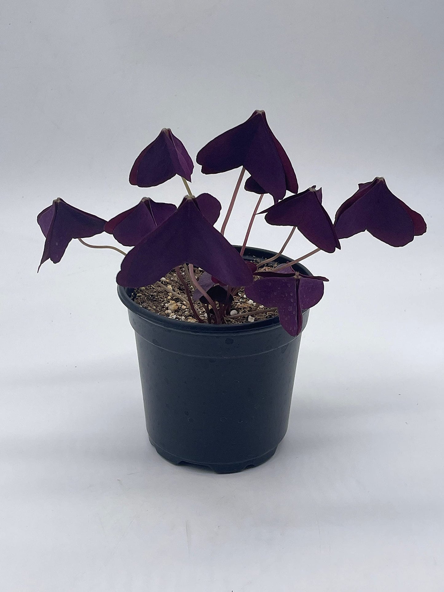 Oxalis triangularis, Purple Shamrock, Butterflies / Butterfly Plant in a 4 inch Pot