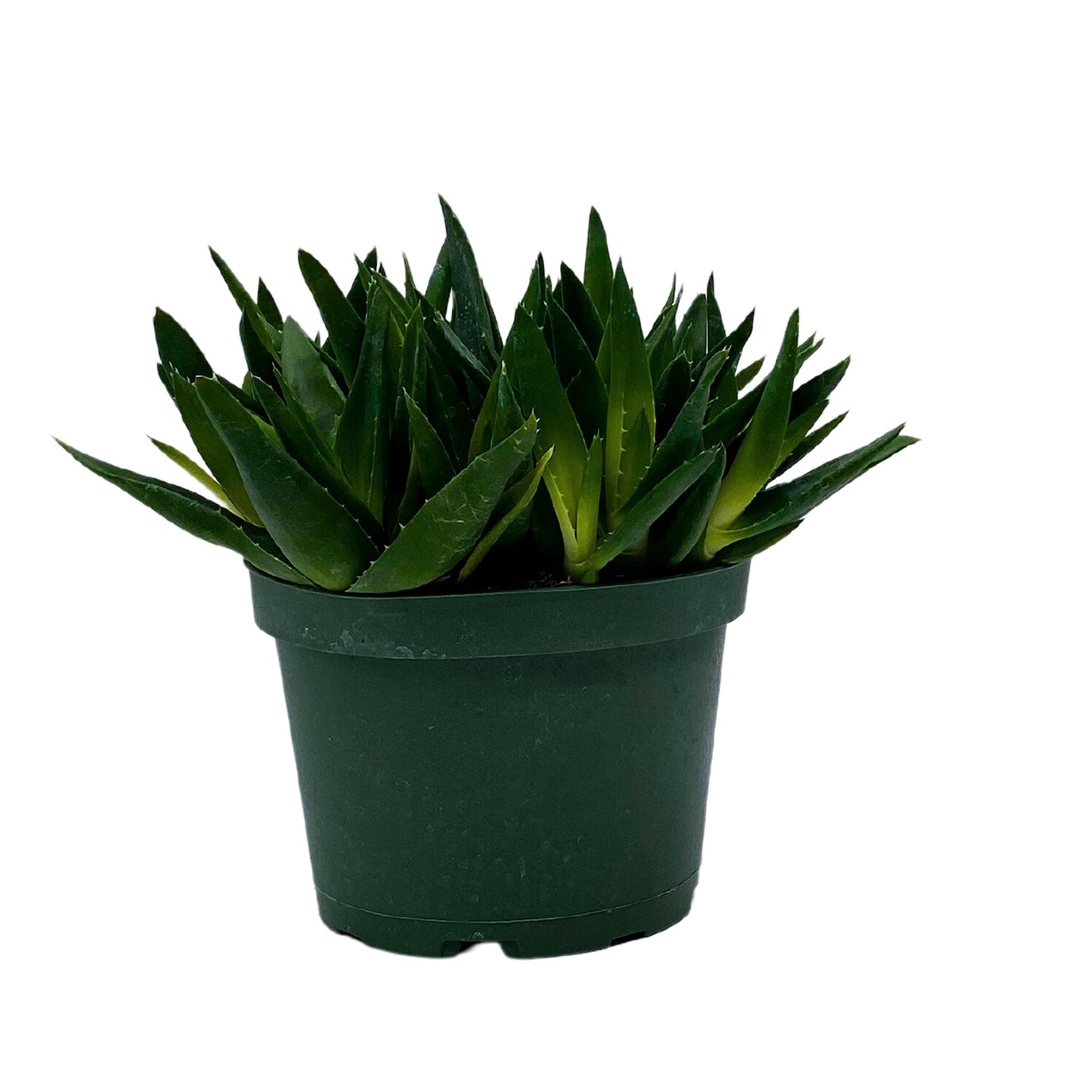 Aloe Black Gem, Carrion Plant, or Starfish Flower Plant in 6 inch Pot