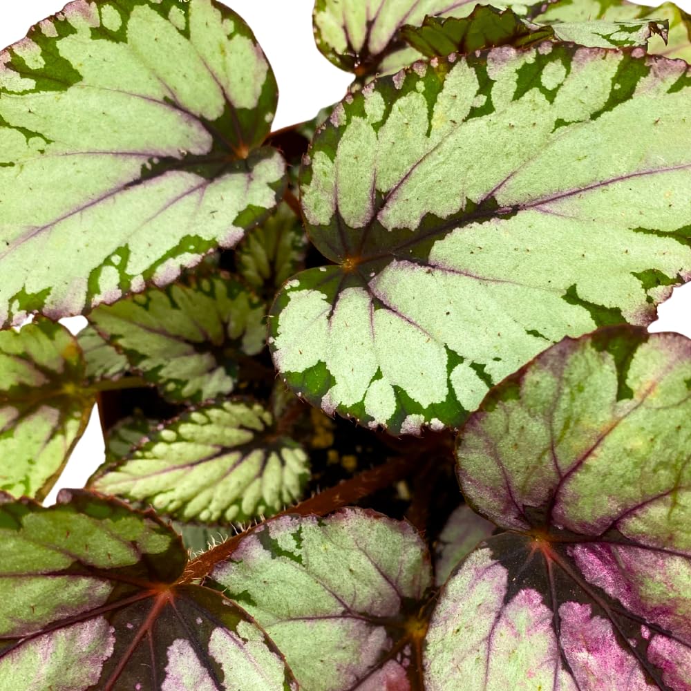Harmony Foliage Salsa Begonia Rex 6 inch Pink Green White