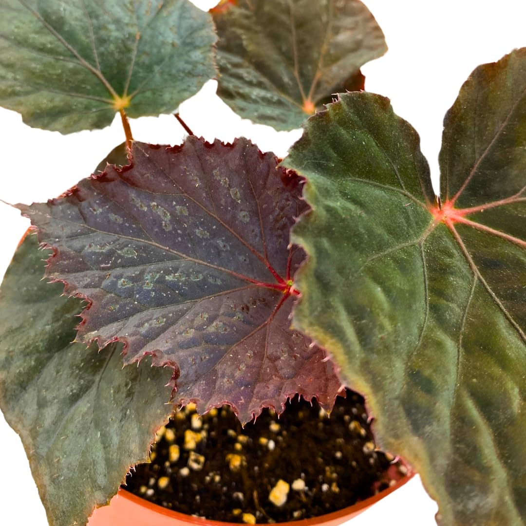 Harmony Foliage Begonia Taconite 4 inch Bright Blue Irridescent