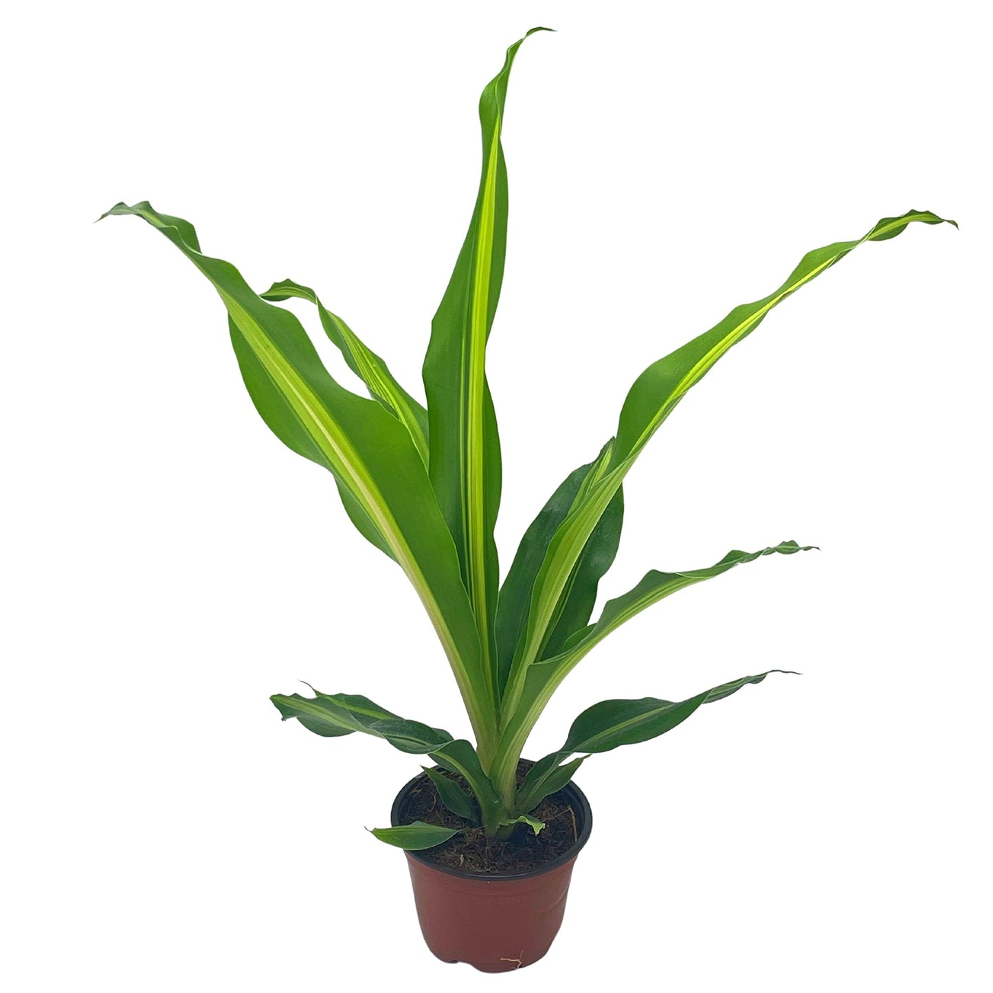 Song of India, 4 inch Dracaena reflexa, Song of Jamaica, Variegated Striped House Plant