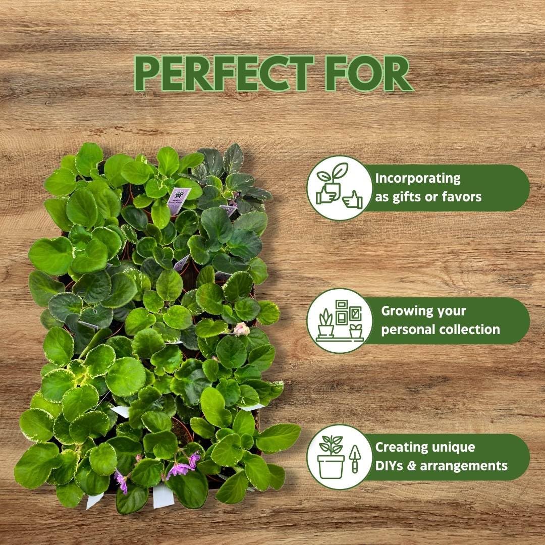 Harmony Foliage African Violet Assortment in 4 inch pots 30-Pack Bulk Wholesale Variegated Saintpaulia Gesneriads