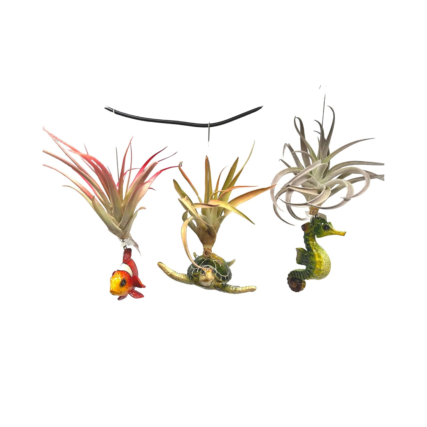 Tillandsia Planted in Hand Made Resin Sea Life Sculptures, Hanging Assorted Set of 3 Air Plants, Sea Horse, Turtle, Manatee