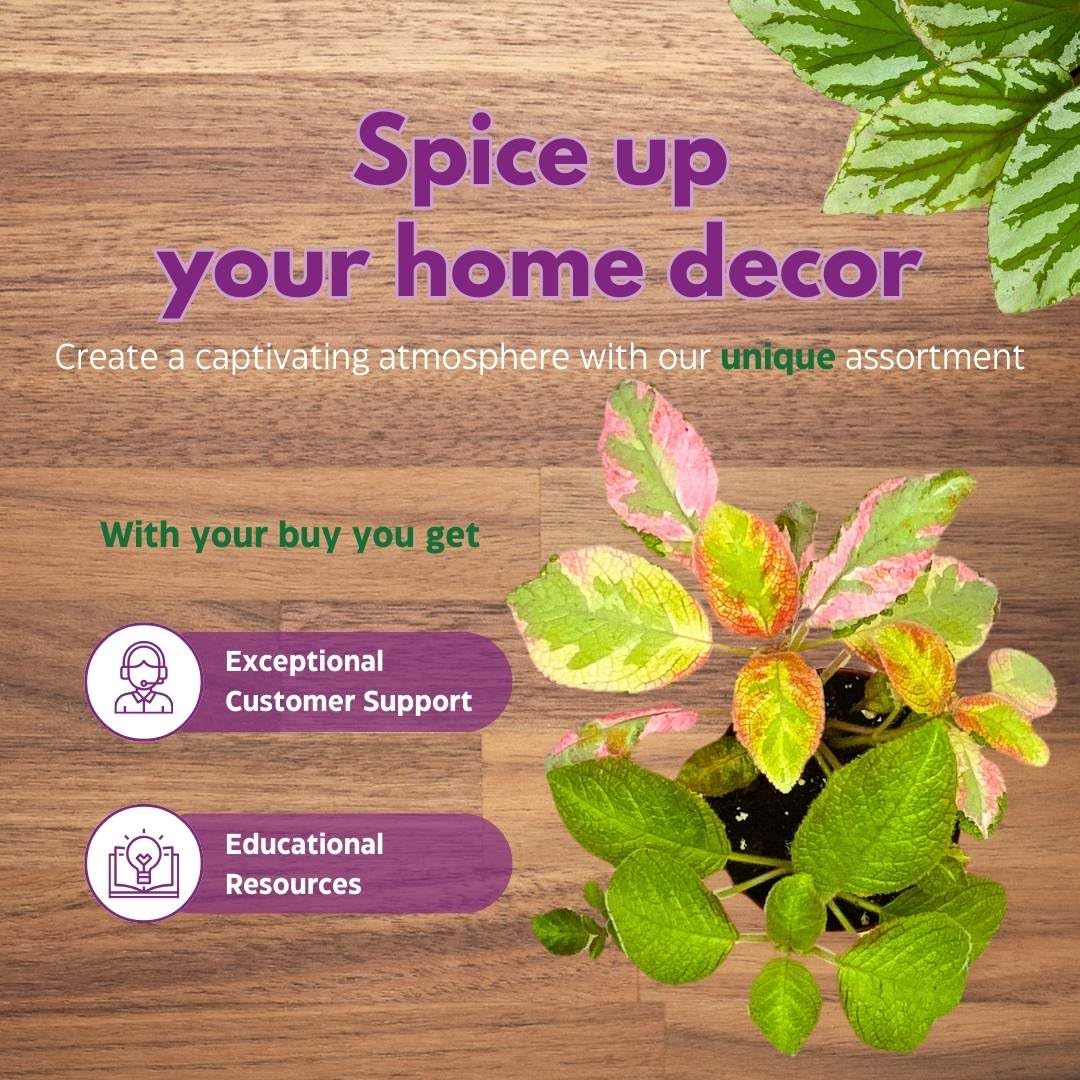 Harmony Foliage Episcia Picasso Rare Variegated Flame Violet Flowering Gesneriad