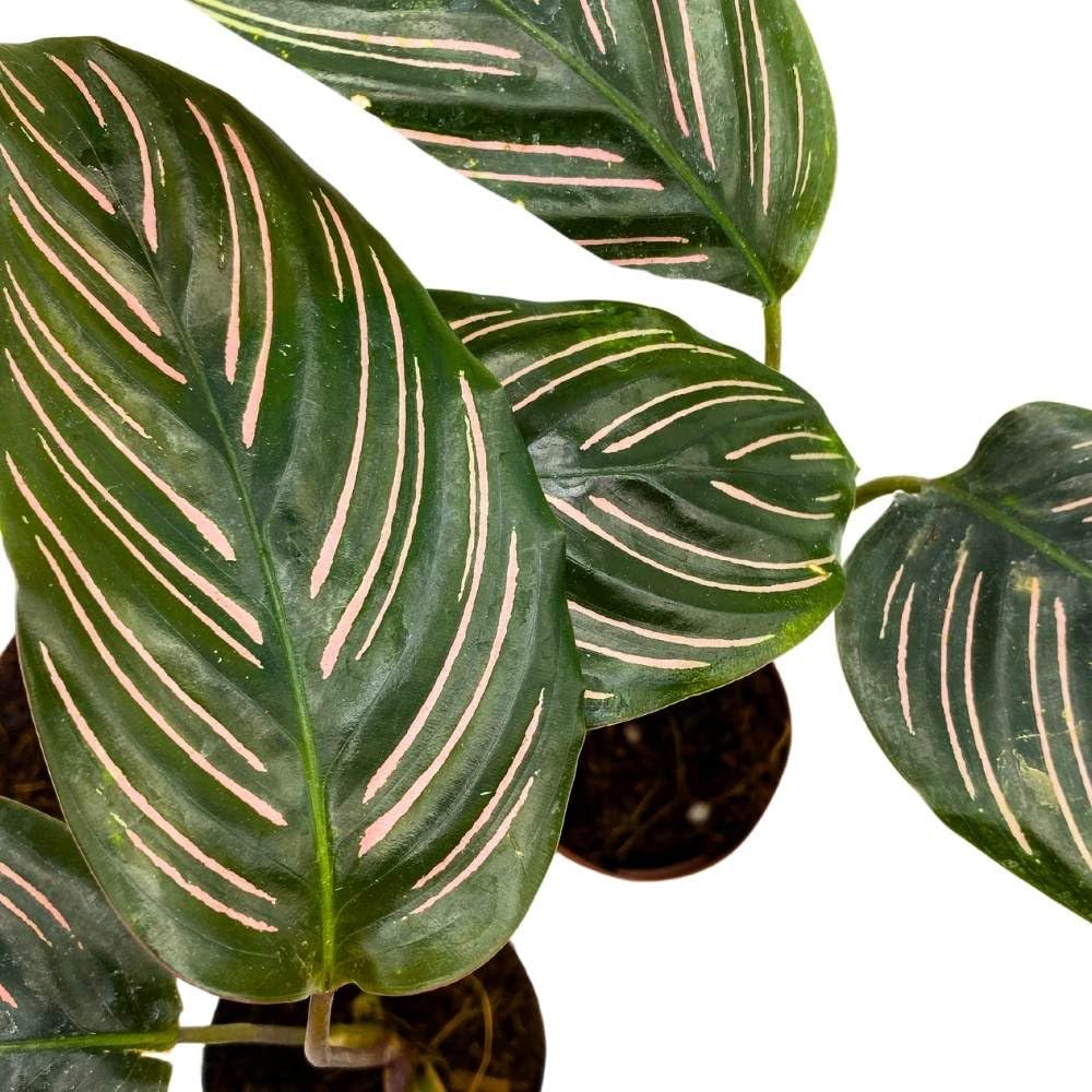 Calathea Ornata Pinstripe 2 inch Set of 3 Prayer Plant Tiny Mini Pixie Plants