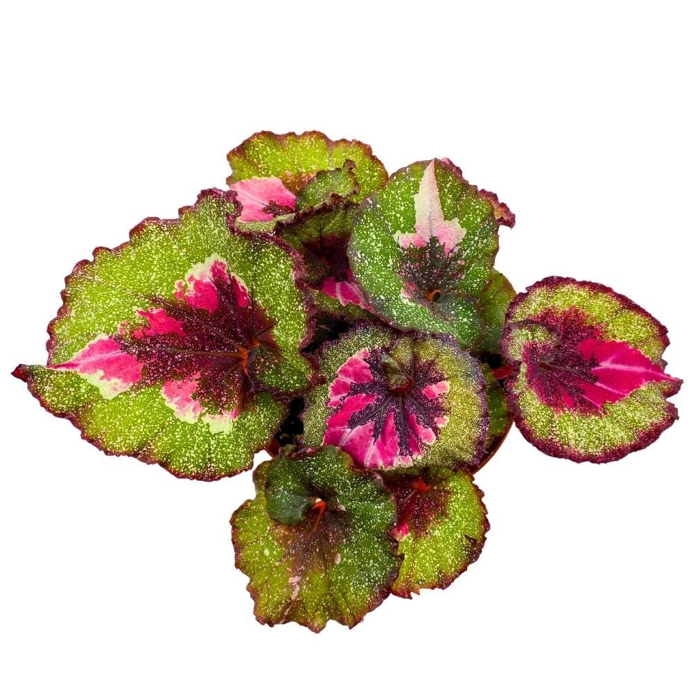 Harmony's True Love Begonia Rex Green Pink and White Splash