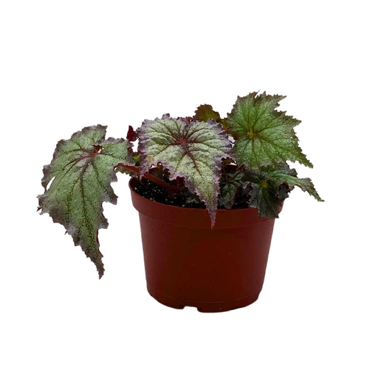 Harmony's BubbleBlooms Daenerys Begonia, Variegated Begonia Rex in 6 inch Pot