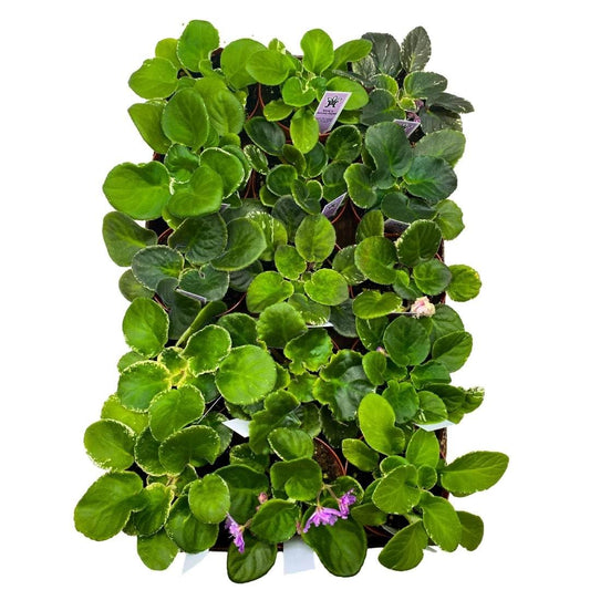 Harmony Foliage African Violet Assortment in 4 inch pots 30-Pack Bulk Wholesale Variegated Saintpaulia Gesneriads
