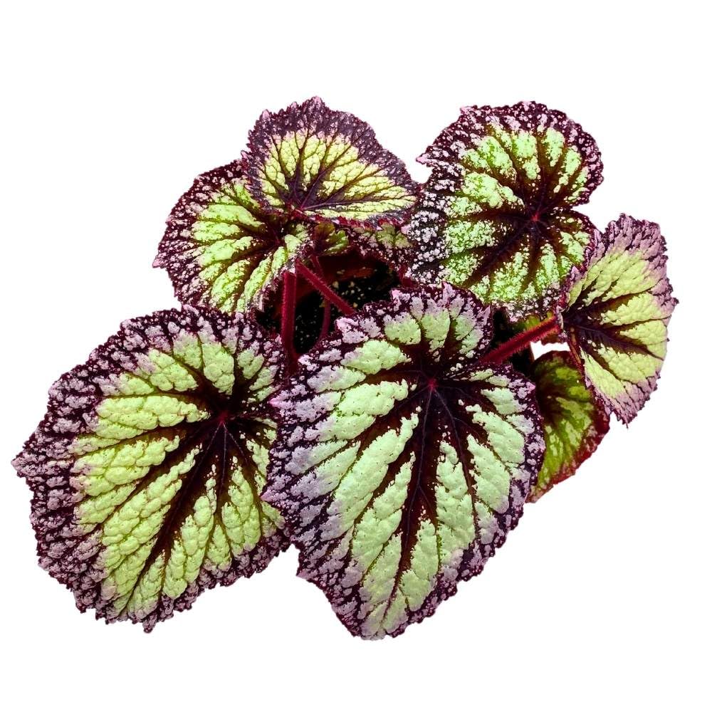 Harmony's Starry Night Begonia Rex 6 inch Super Splashy White Purple Band