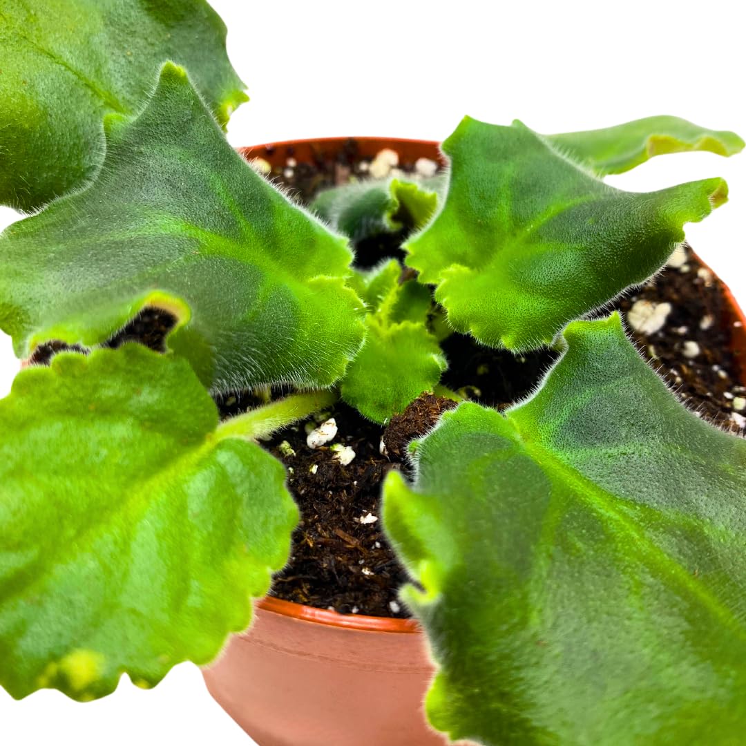 Harmony Foliage African Violet LE Shantal 4 inch White Red Ruffle