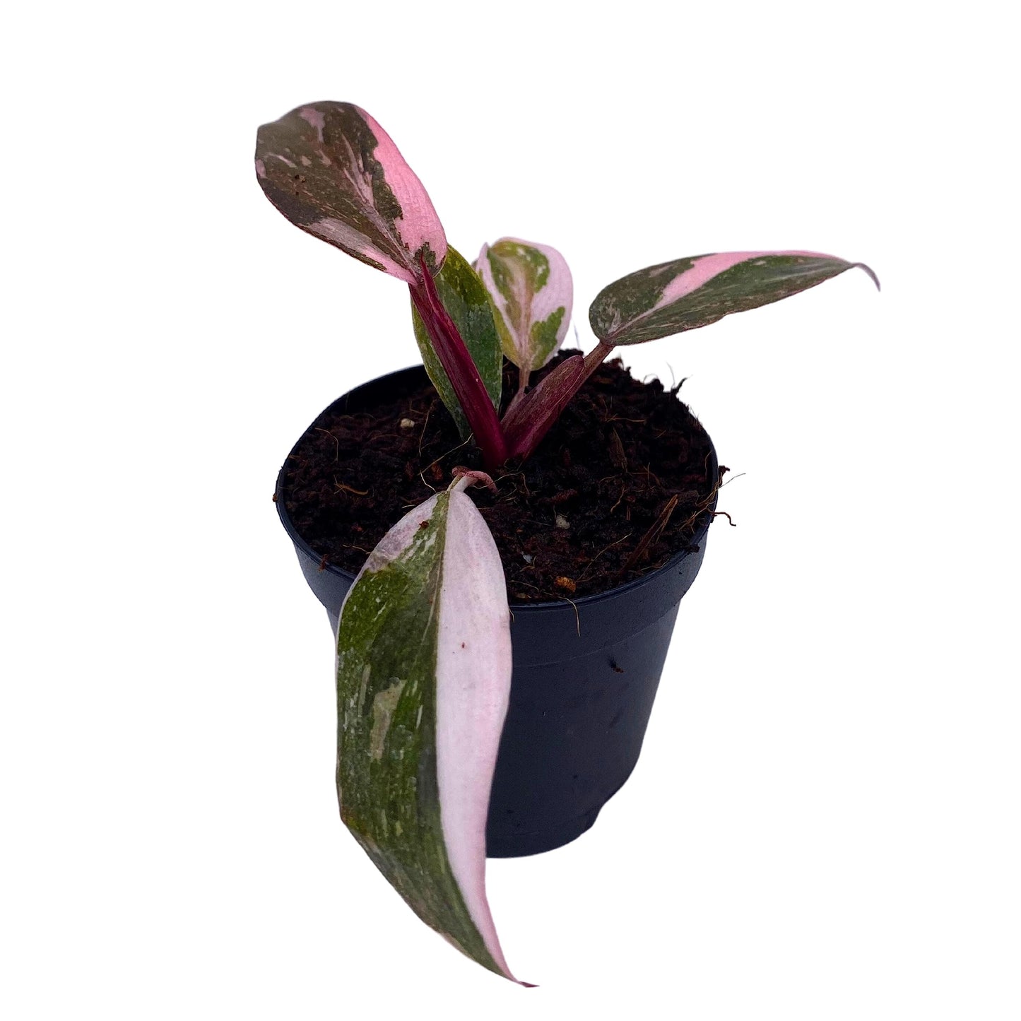 BubbleBlooms Pink Princess Philodendron, Blushing Philodendron, Philodendron Erubesens Hybrid in 2 inch Pot